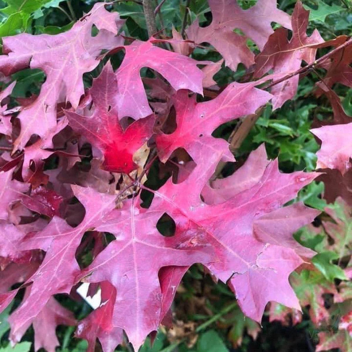 Quercus Coccinea Single Stem - View 4 from www redcrocus com