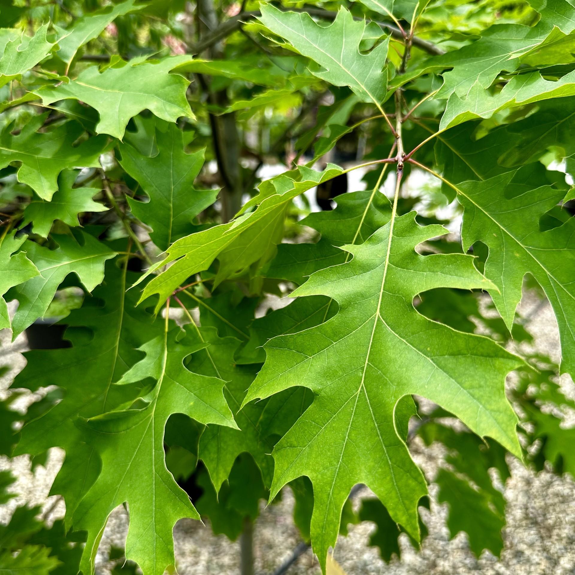 Quercus Coccinea Single Stem - View 5 from www redcrocus com
