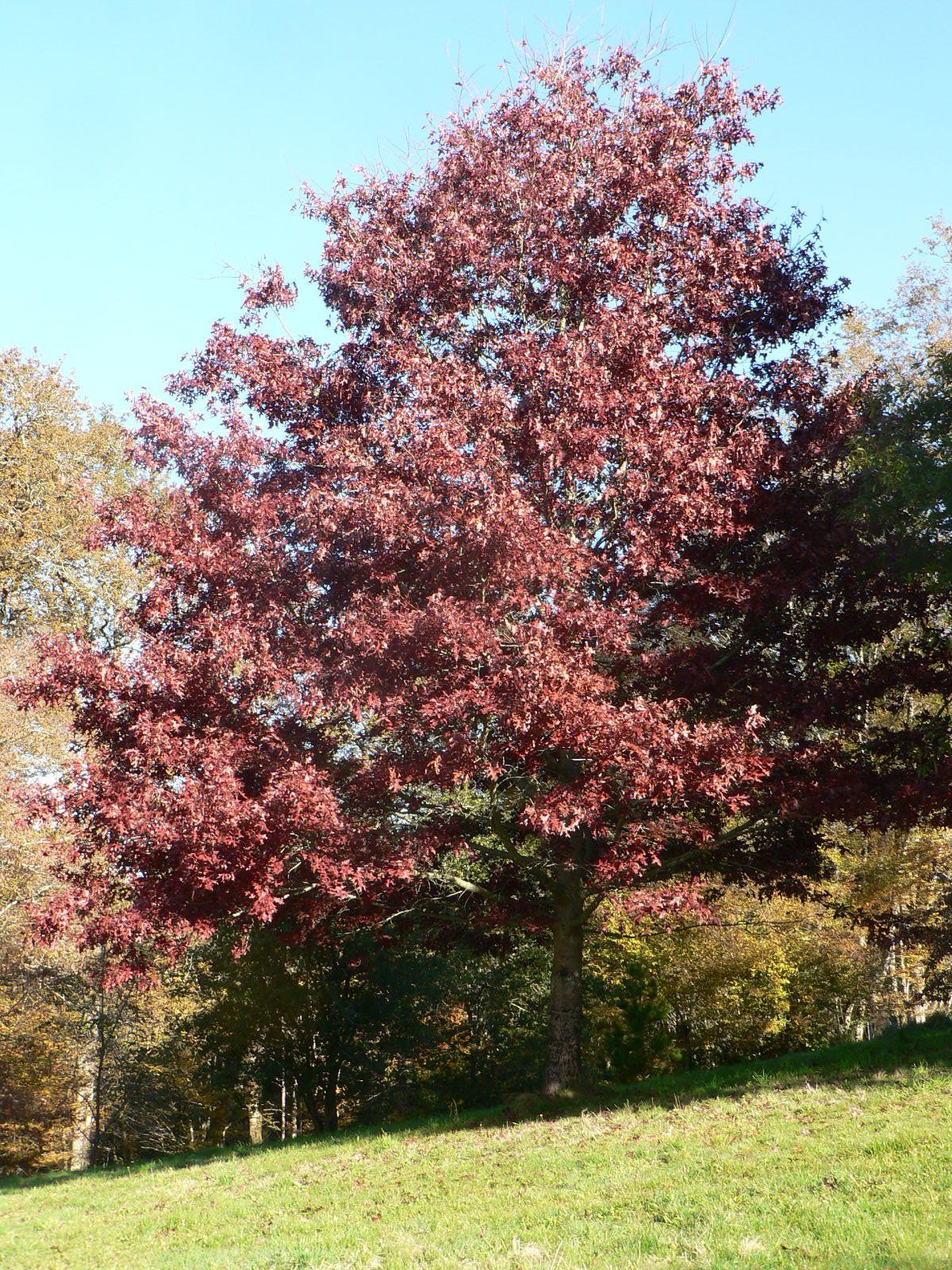 Quercus Coccinea Single Stem - View 6 from www redcrocus com