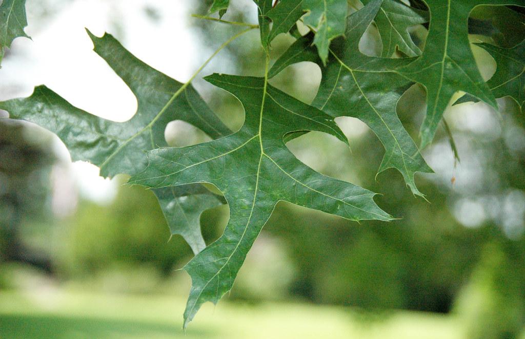 Quercus Coccinea Single Stem - View 7 from www redcrocus com