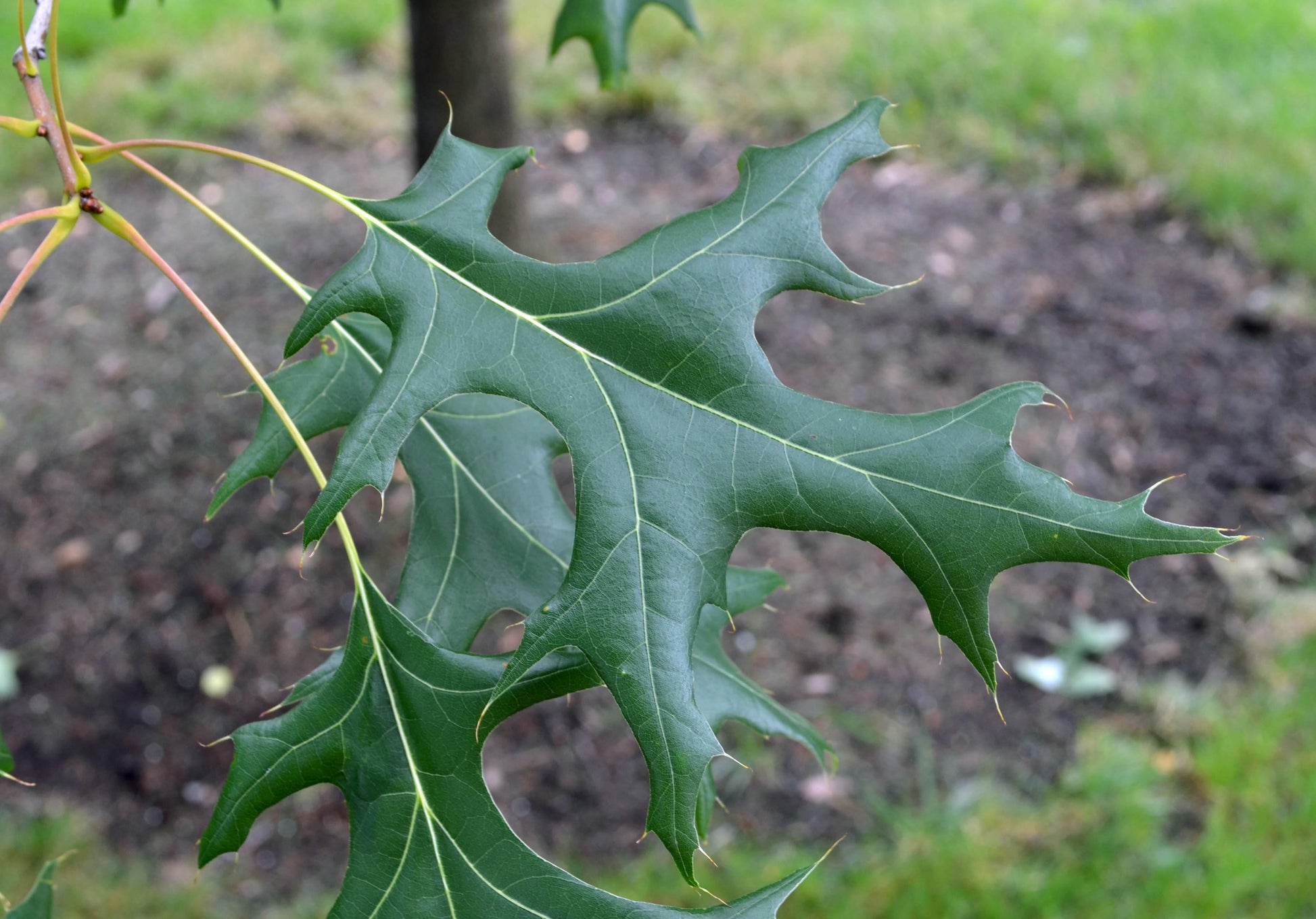 Quercus Coccinea Single Stem - View 8 from www redcrocus com