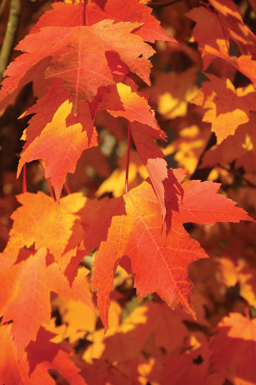 Acer Rubrum 'armstrong' - View 10 from www redcrocus com