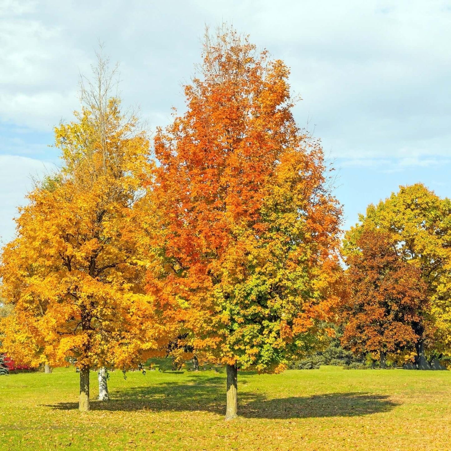 Acer Rubrum 'armstrong' - View 11 from www redcrocus com