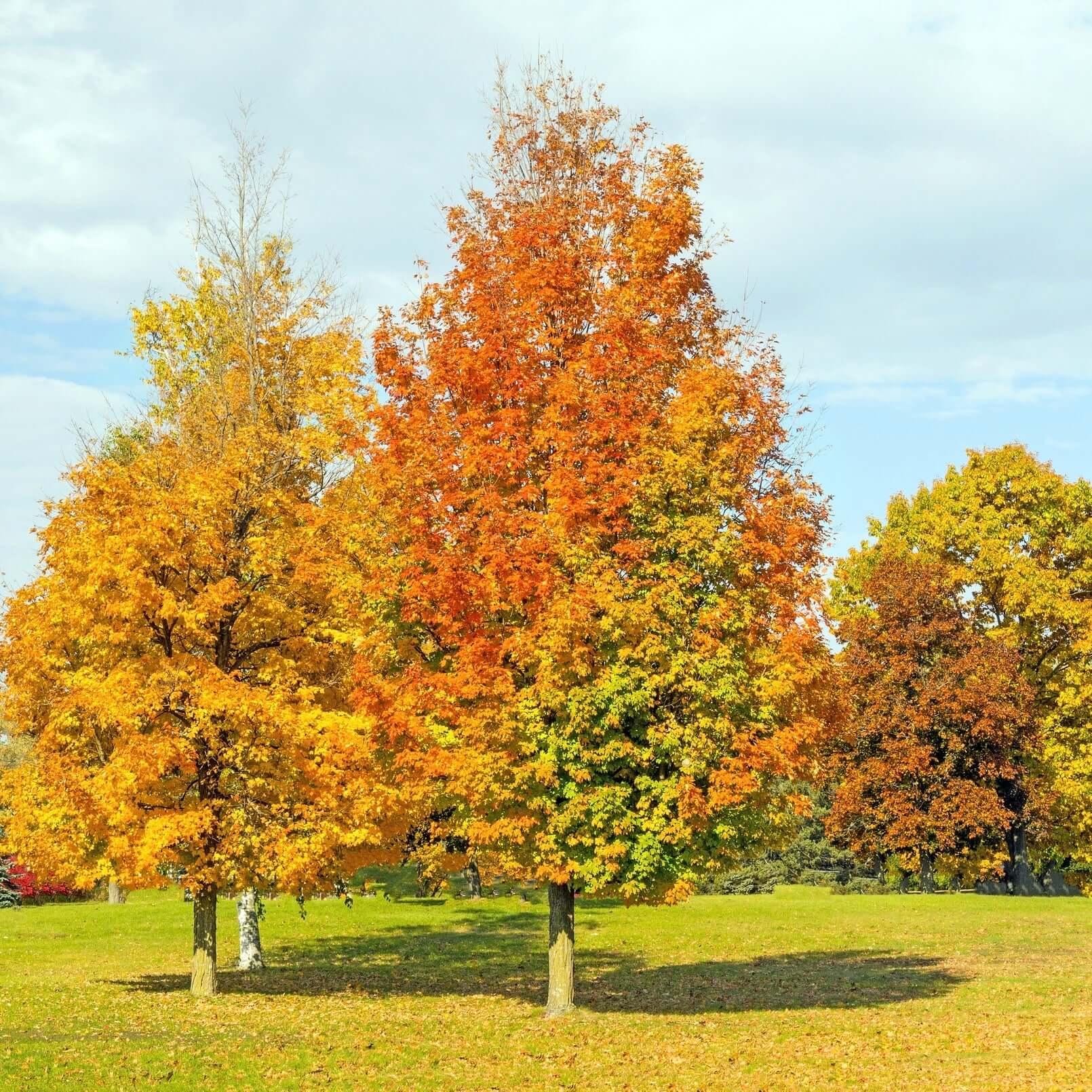 Acer Rubrum 'armstrong' - View 11 from www redcrocus com