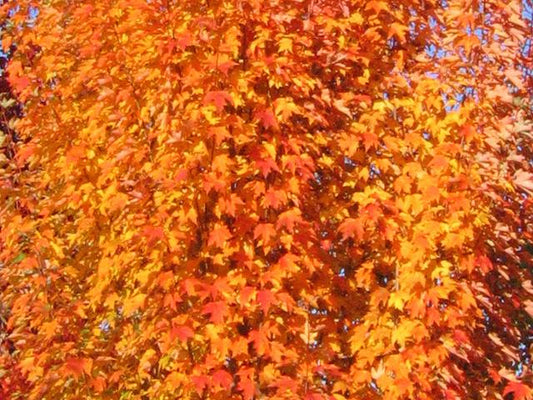 Acer Rubrum 'armstrong' - View 13 from www redcrocus com