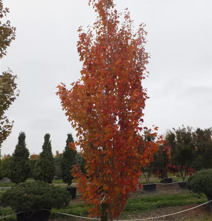 Acer Rubrum 'armstrong' - View 18 from www redcrocus com