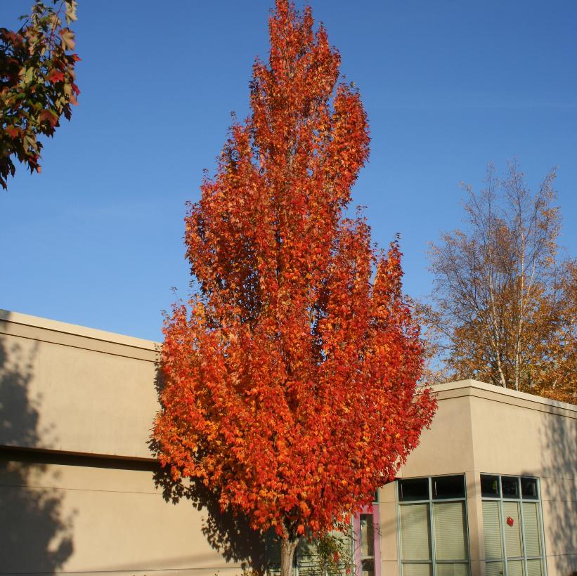 Acer Rubrum 'armstrong' - View 1 from www redcrocus com
