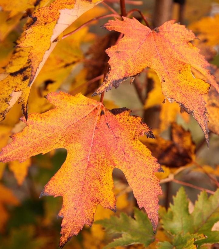 Acer Rubrum 'armstrong' - View 20 from www redcrocus com