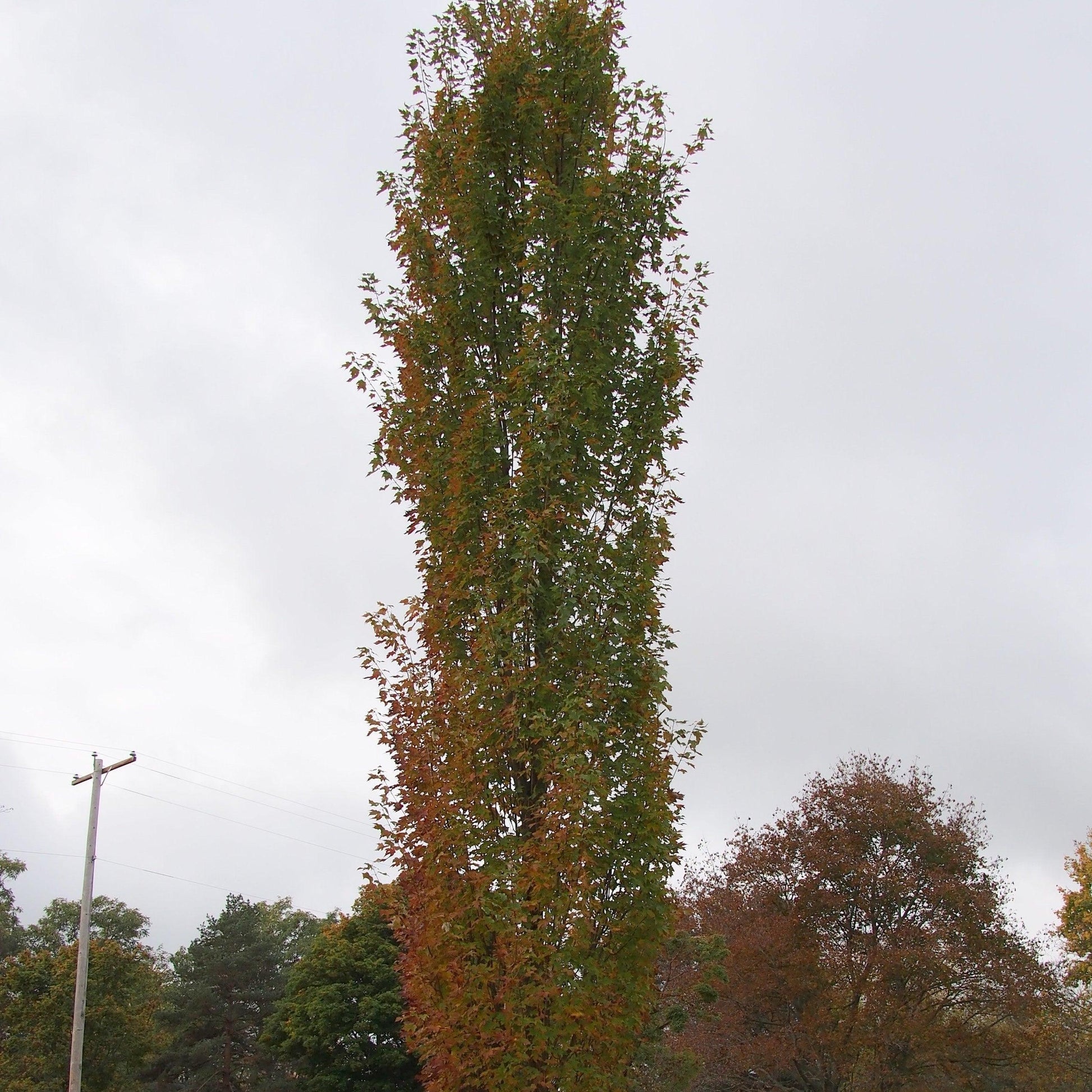 Acer Rubrum 'armstrong' - View 21 from www redcrocus com