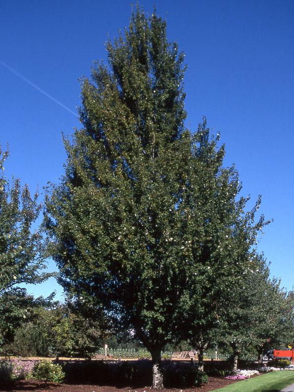 Acer Rubrum 'armstrong' - View 22 from www redcrocus com