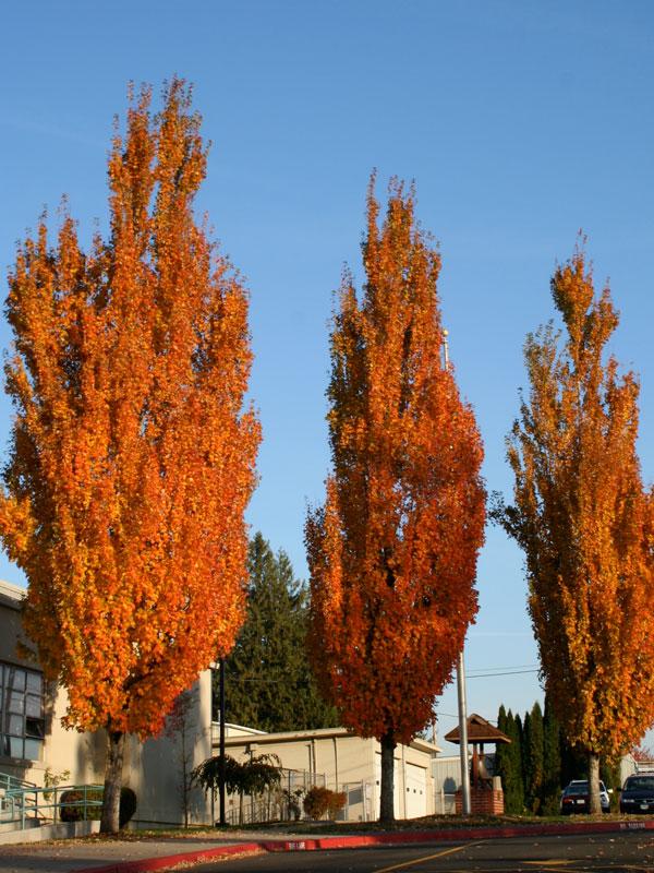 Acer Rubrum 'armstrong' - View 23 from www redcrocus com