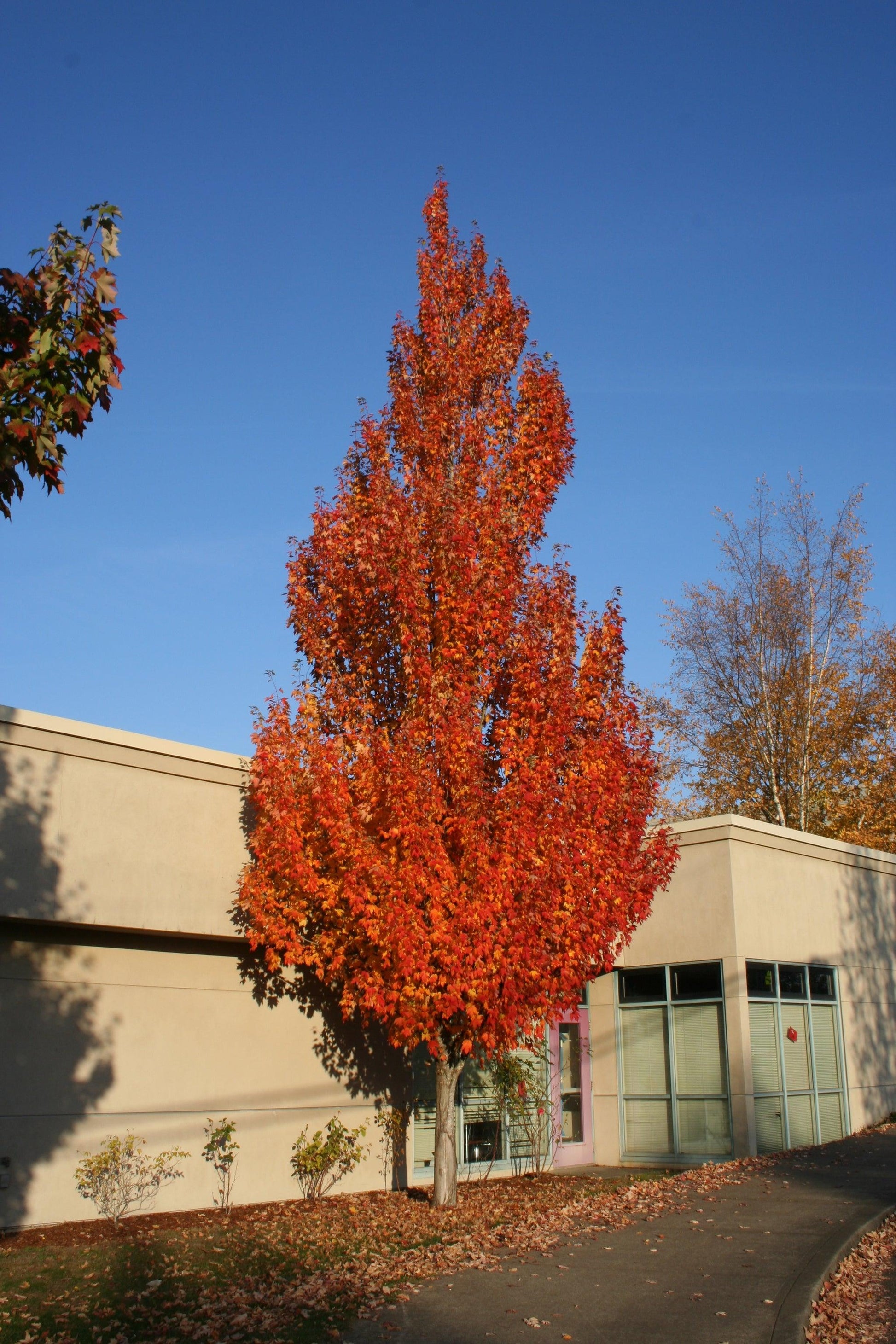 Acer Rubrum 'armstrong' - View 24 from www redcrocus com