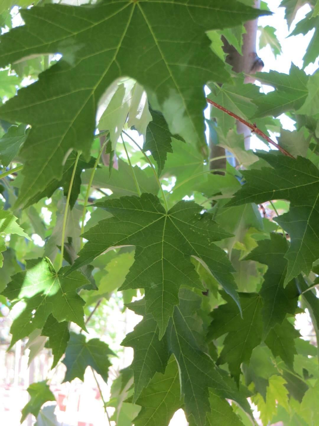 Acer Rubrum 'armstrong' - View 25 from www redcrocus com