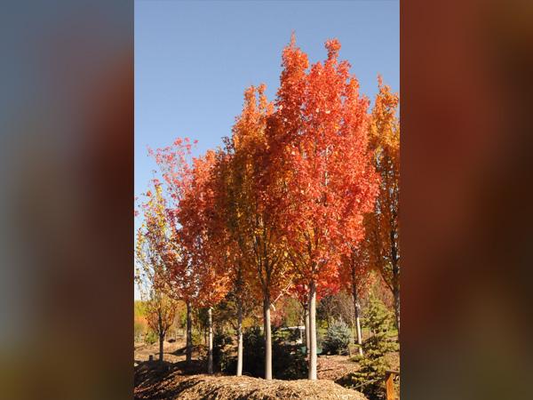 Acer Rubrum 'armstrong' - View 28 from www redcrocus com