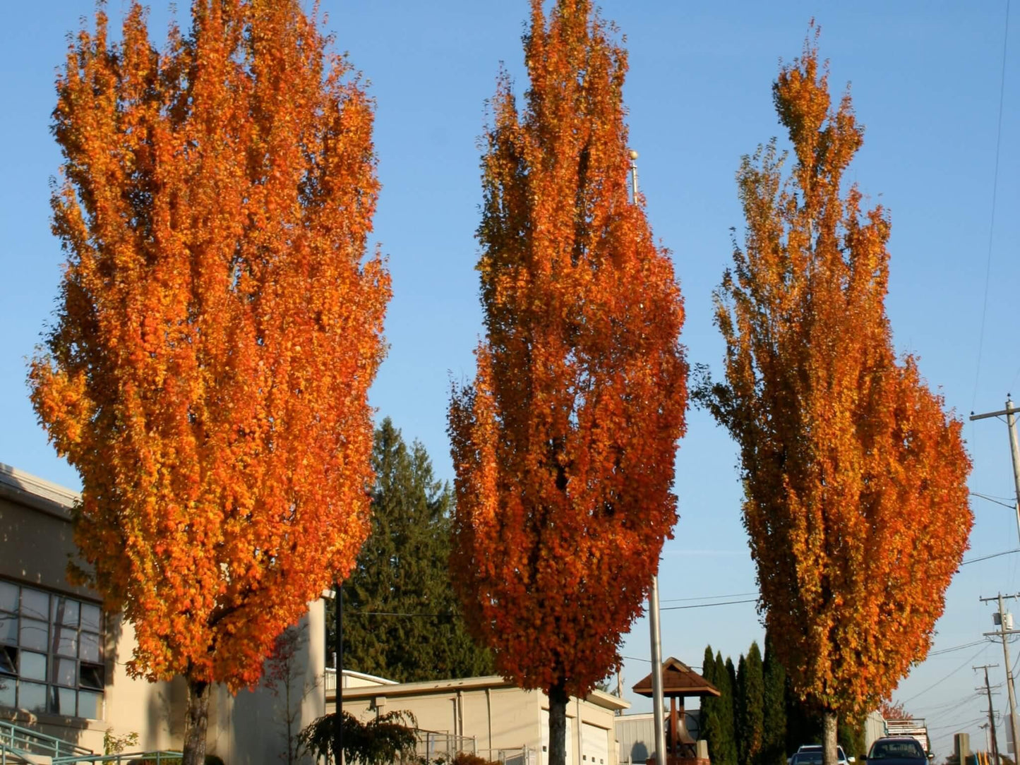 Acer Rubrum 'armstrong' - View 29 from www redcrocus com