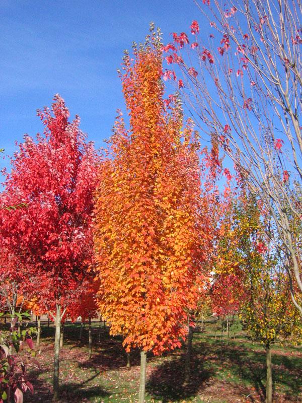 Acer Rubrum 'armstrong' - View 30 from www redcrocus com
