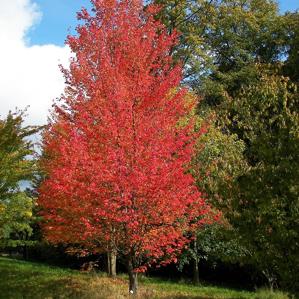 Acer Rubrum 'armstrong' - View 32 from www redcrocus com