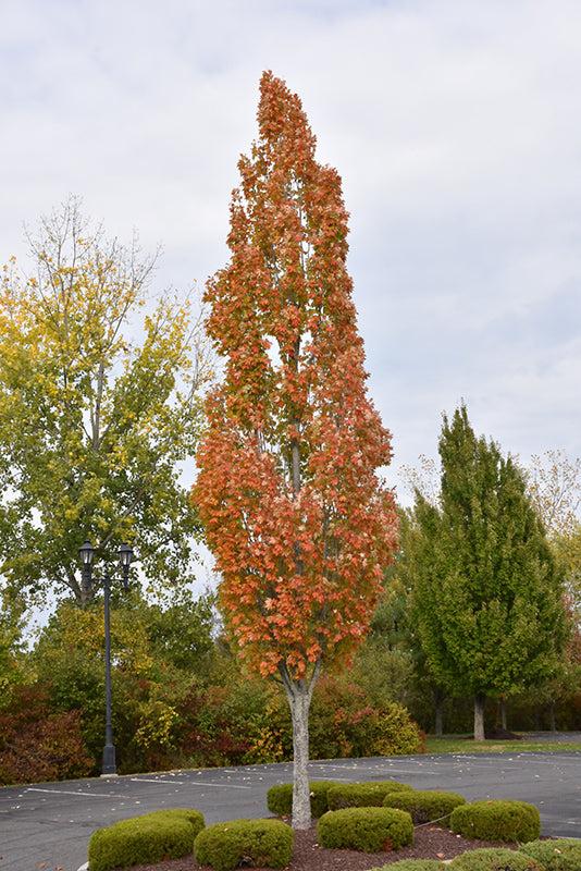 Acer Rubrum 'armstrong' - View 33 from www redcrocus com