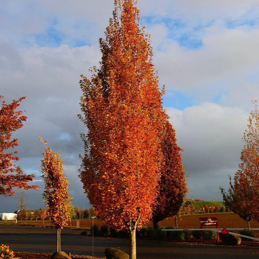 Acer Rubrum 'armstrong' - View 34 from www redcrocus com