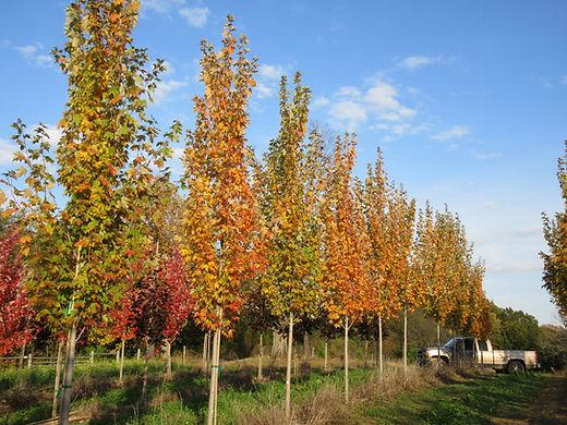 Acer Rubrum 'armstrong' - View 35 from www redcrocus com