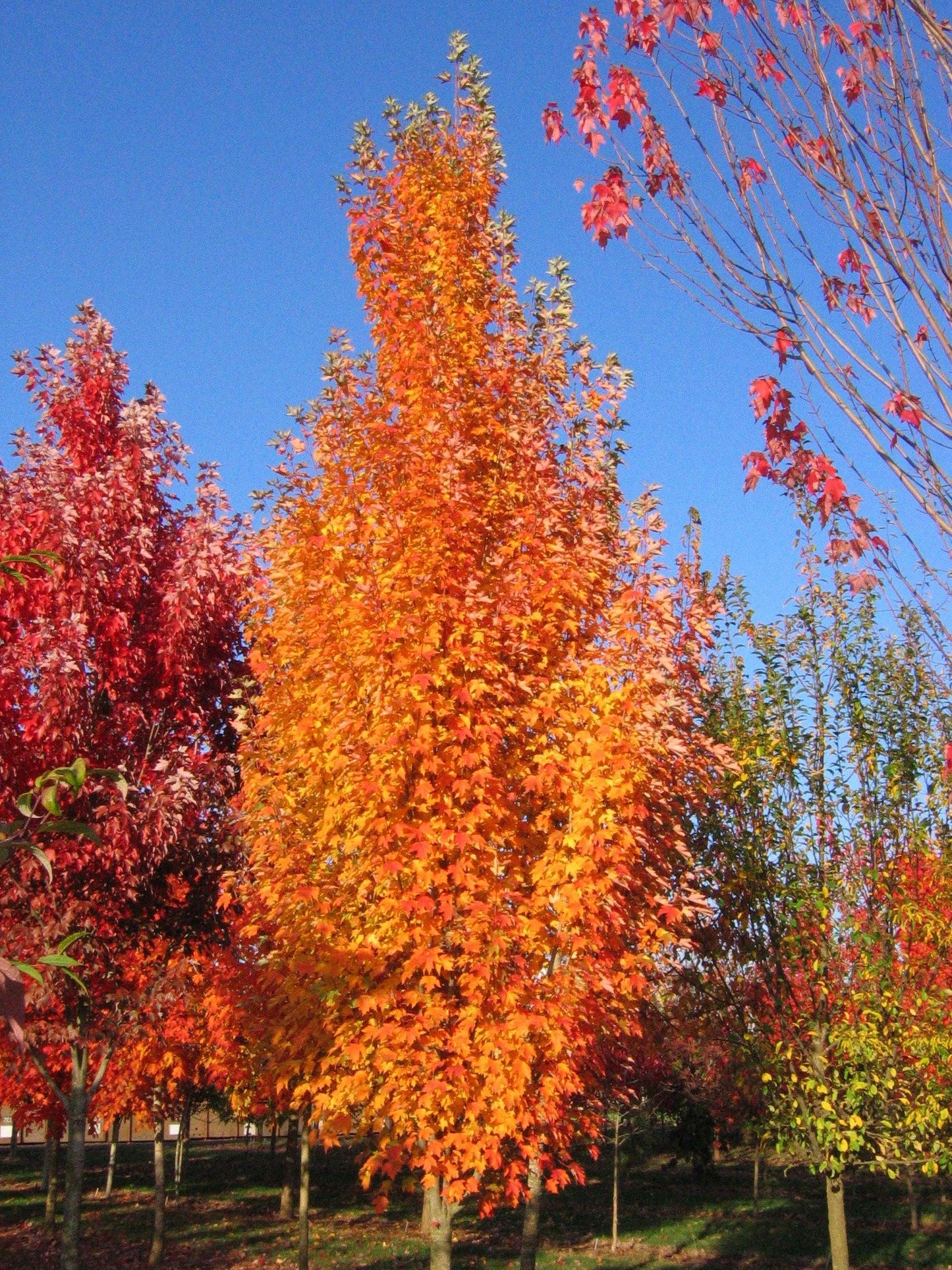 Acer Rubrum 'armstrong' - View 36 from www redcrocus com