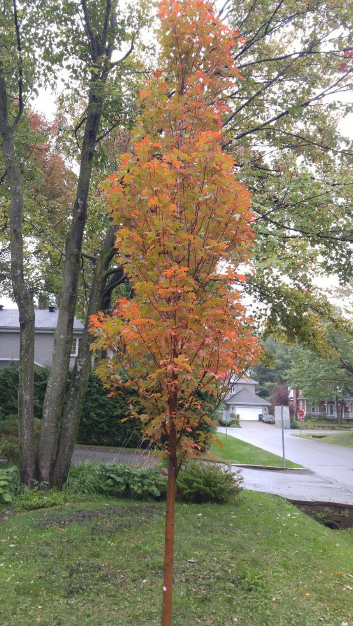 Acer Rubrum 'armstrong' - View 39 from www redcrocus com