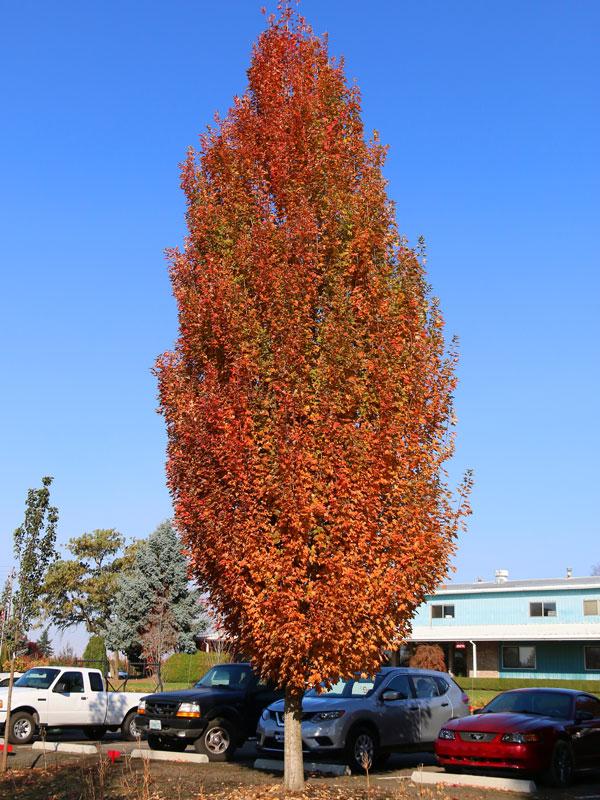 Acer Rubrum 'armstrong' - View 3 from www redcrocus com