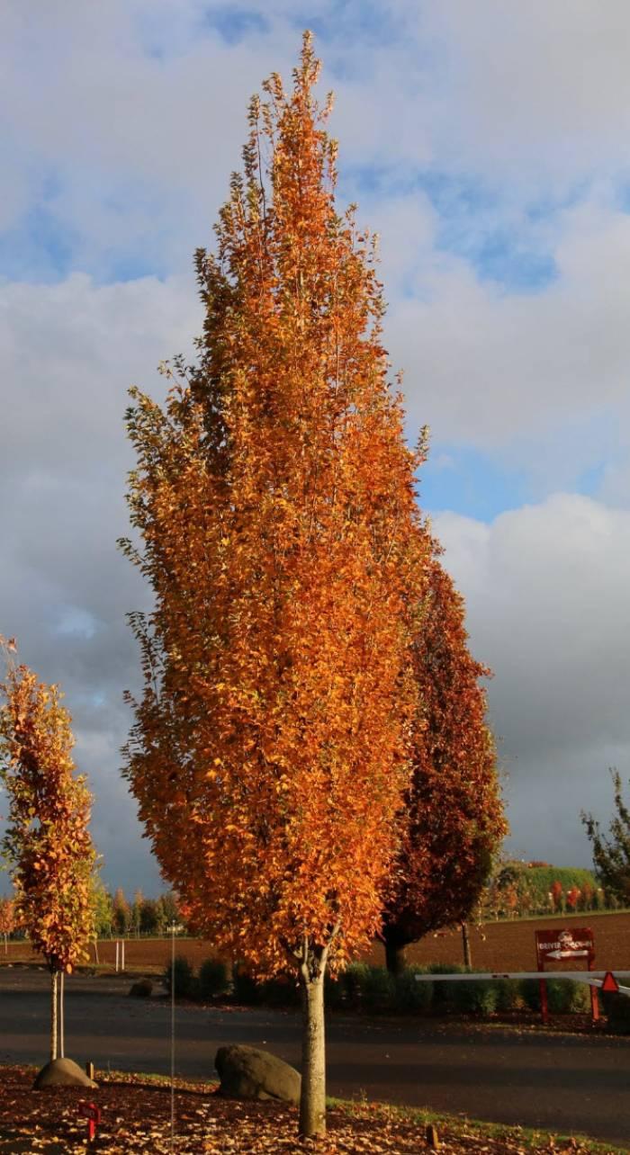 Acer Rubrum 'armstrong' - View 40 from www redcrocus com