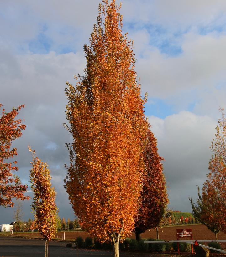 Acer Rubrum 'armstrong' - View 5 from www redcrocus com