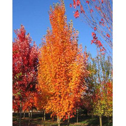 Acer Rubrum 'armstrong' - View 6 from www redcrocus com