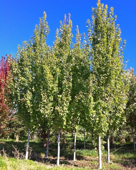 Acer Rubrum 'armstrong' - View 7 from www redcrocus com