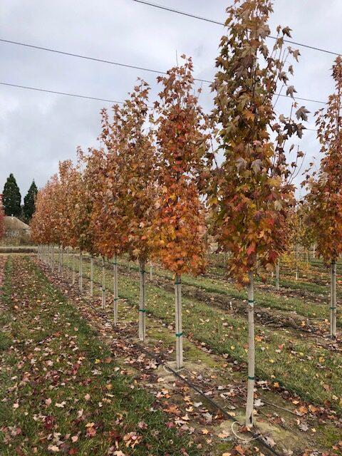Acer Rubrum 'armstrong' - View 8 from www redcrocus com