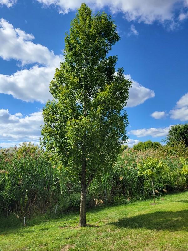 Acer Rubrum 'armstrong' - View 9 from www redcrocus com