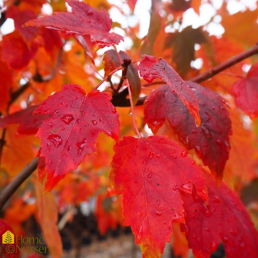 Acer Rubrum 'red Sunset' - View 10 from www redcrocus com