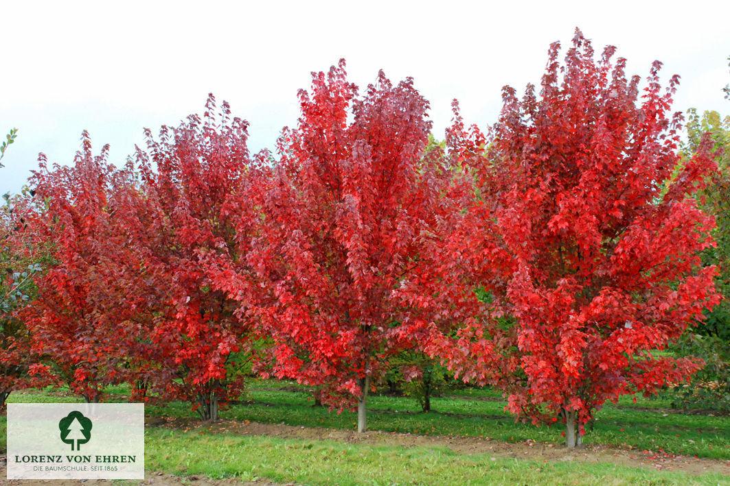 Acer Rubrum 'red Sunset' - View 11 from www redcrocus com