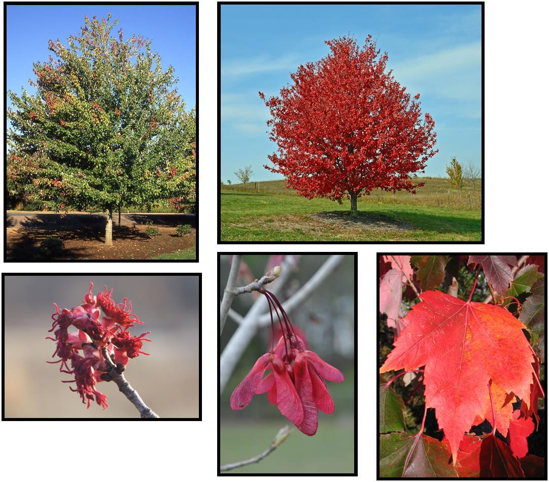 Acer Rubrum 'red Sunset' - View 13 from www redcrocus com