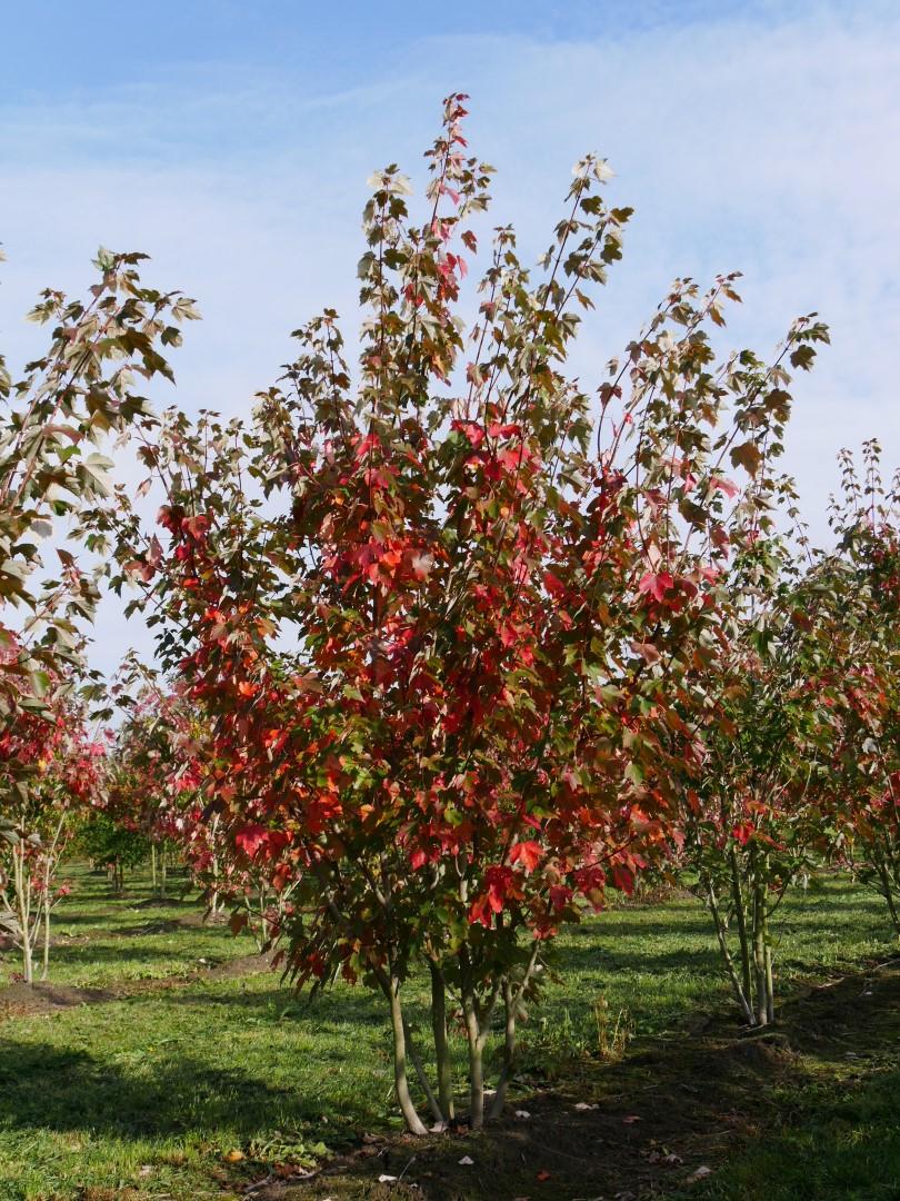 Acer Rubrum 'red Sunset' - View 14 from www redcrocus com