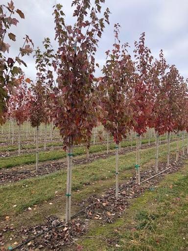 Acer Rubrum 'red Sunset' - View 16 from www redcrocus com