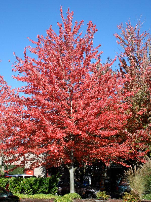 Acer Rubrum 'red Sunset' - View 18 from www redcrocus com