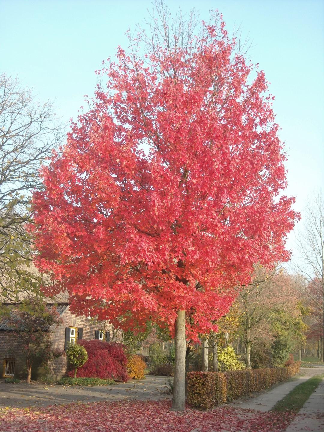Acer Rubrum 'red Sunset' - View 1 from www redcrocus com