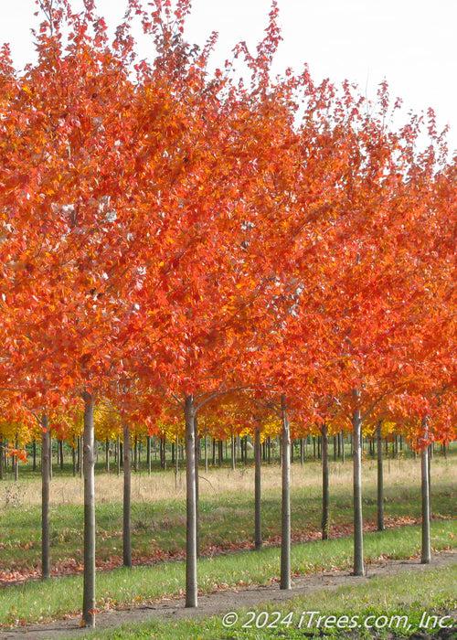 Acer Rubrum 'red Sunset' - View 20 from www redcrocus com