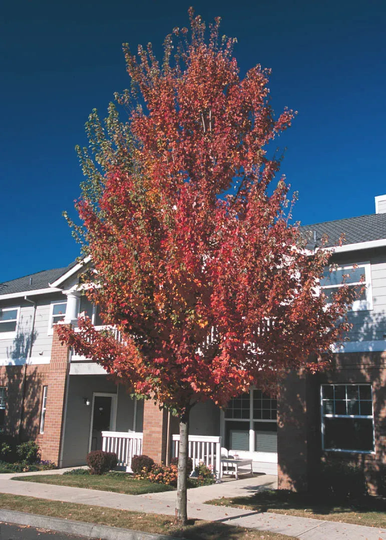 Acer Rubrum 'red Sunset' - View 21 from www redcrocus com