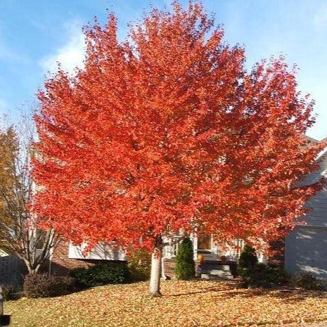 Acer Rubrum 'red Sunset' - View 23 from www redcrocus com