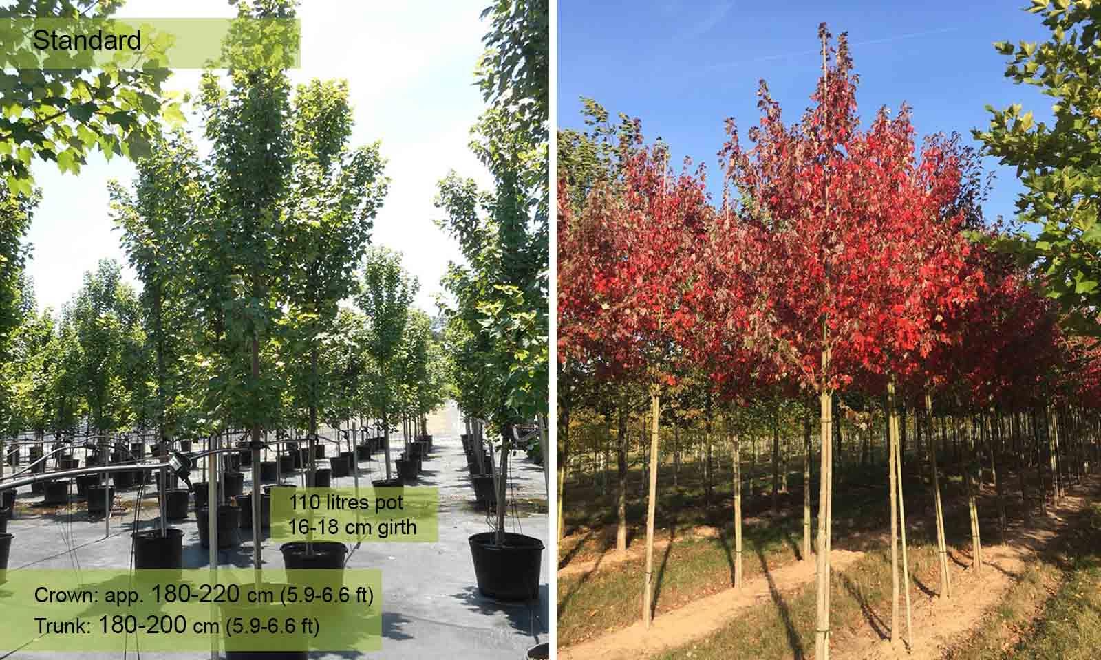 Acer Rubrum 'red Sunset' - View 25 from www redcrocus com