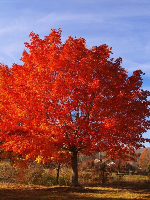 Acer Rubrum 'red Sunset' - View 26 from www redcrocus com