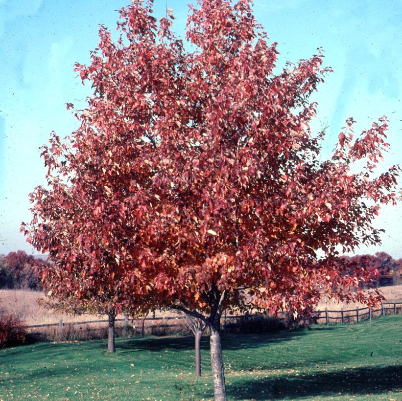 Acer Rubrum 'red Sunset' - View 27 from www redcrocus com