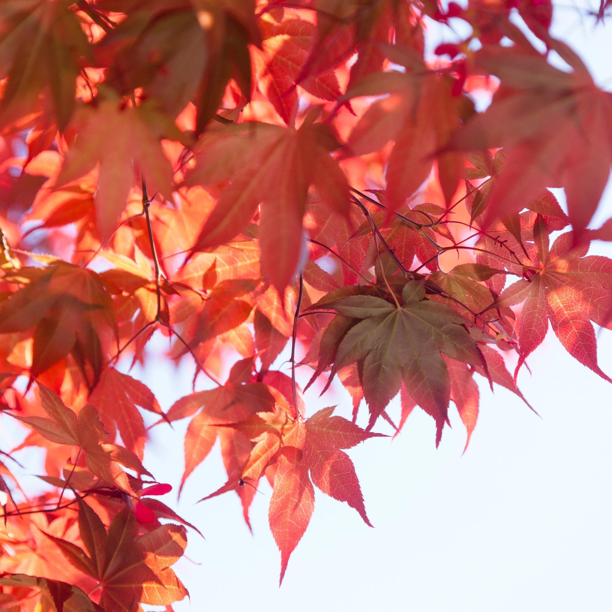 Acer Rubrum 'red Sunset' - View 30 from www redcrocus com