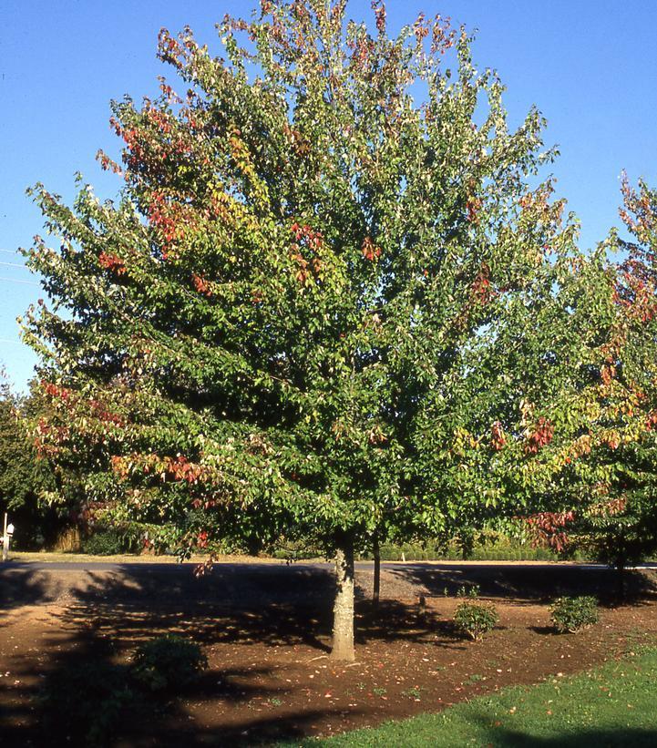 Acer Rubrum 'red Sunset' - View 31 from www redcrocus com