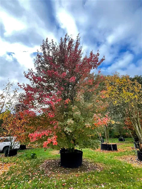Acer Rubrum 'red Sunset' - View 32 from www redcrocus com