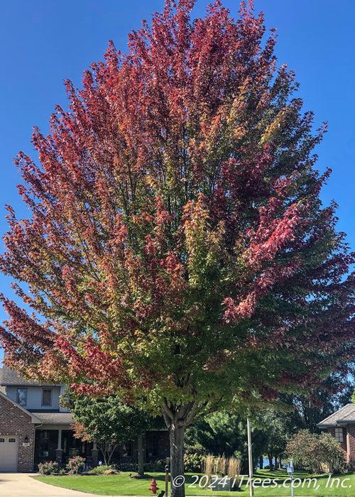 Acer Rubrum 'red Sunset' - View 33 from www redcrocus com